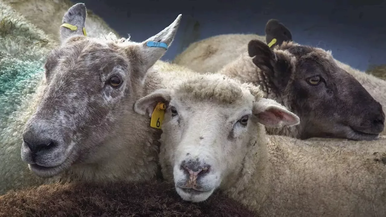 Canada’s Wool Industry Forced to Pivot as 50% US Tariffs Sever Supply Chains