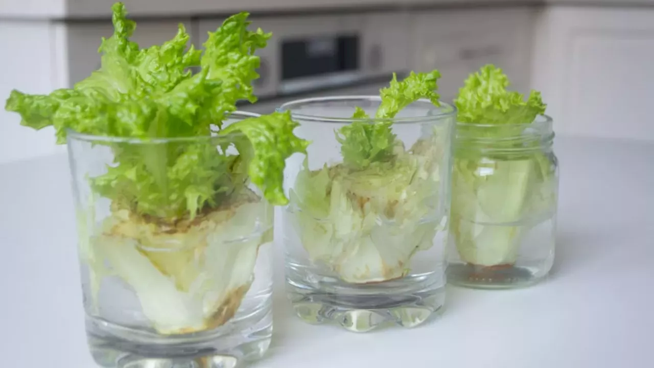The Limits of the Viral Lettuce Scrap Gardening Trend