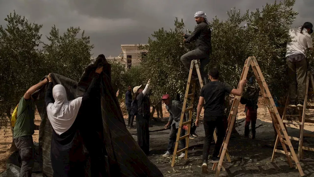 West Bank Olive Harvest Under Siege: Settler Violence and the October Election