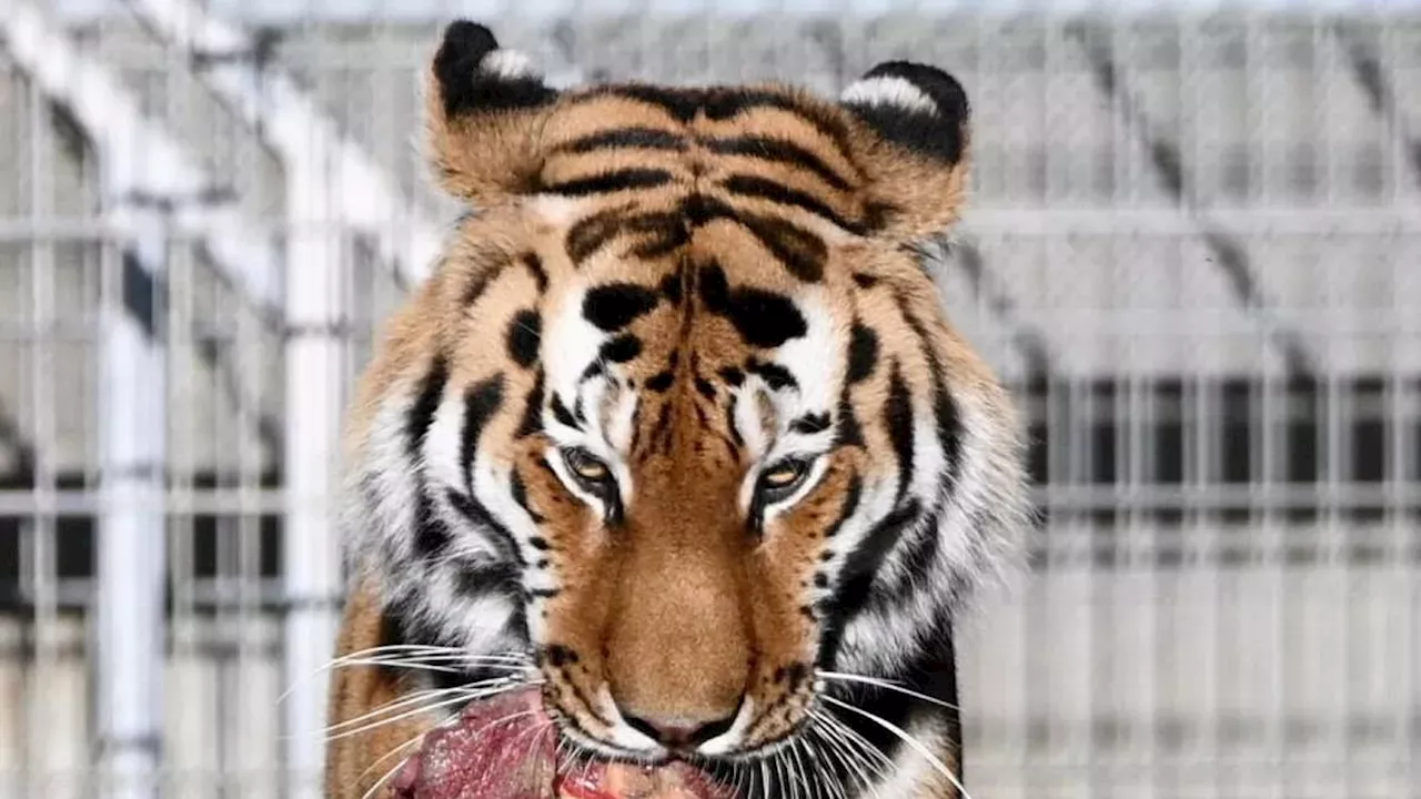 Beyond the Enclosure: Yorkshire Wildlife Park Reopens After Altai's Fatal Encounter