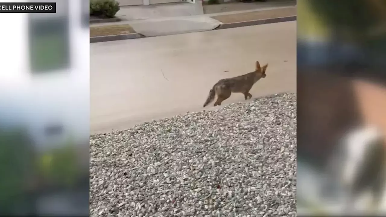 Atwater Village Coyote Euthanasia: DNA Testing Follows Toddler Injury