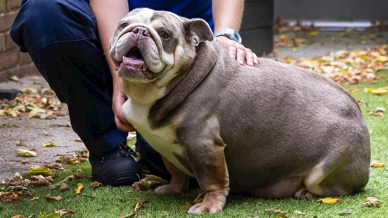 From 32.5kg to Coastal Walks: The Recovery of Peggy-Sue the Bulldog