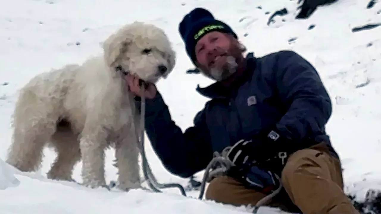 The AirTag Miracle: Huskydoodle Survives 50 Hours in Alaskan Avalanche