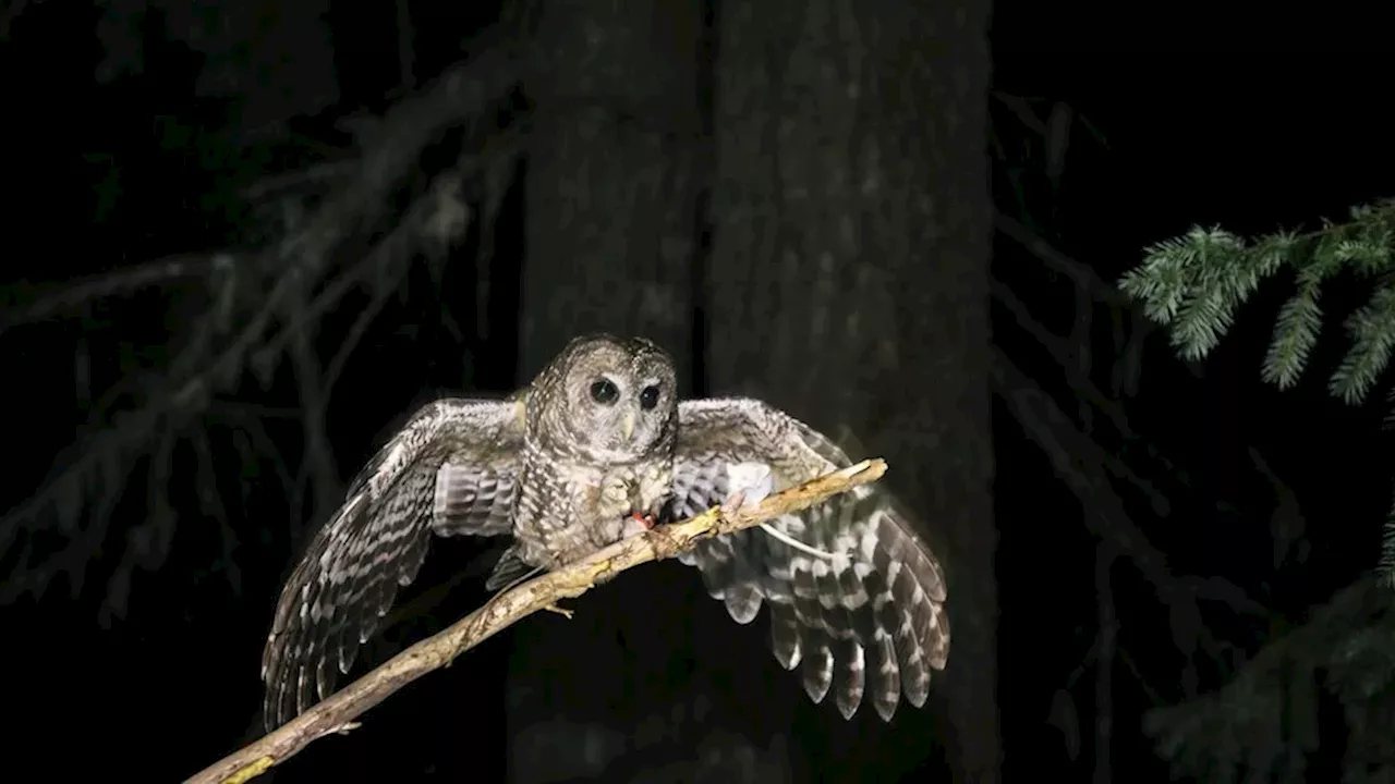 The Narrowing of 'Take': A Legal Loophole for Habitat Destruction