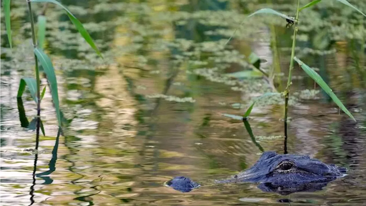 The Lake Apopka Tragedy: A 12-Foot Alligator and the Debate Over Wildlife Protection