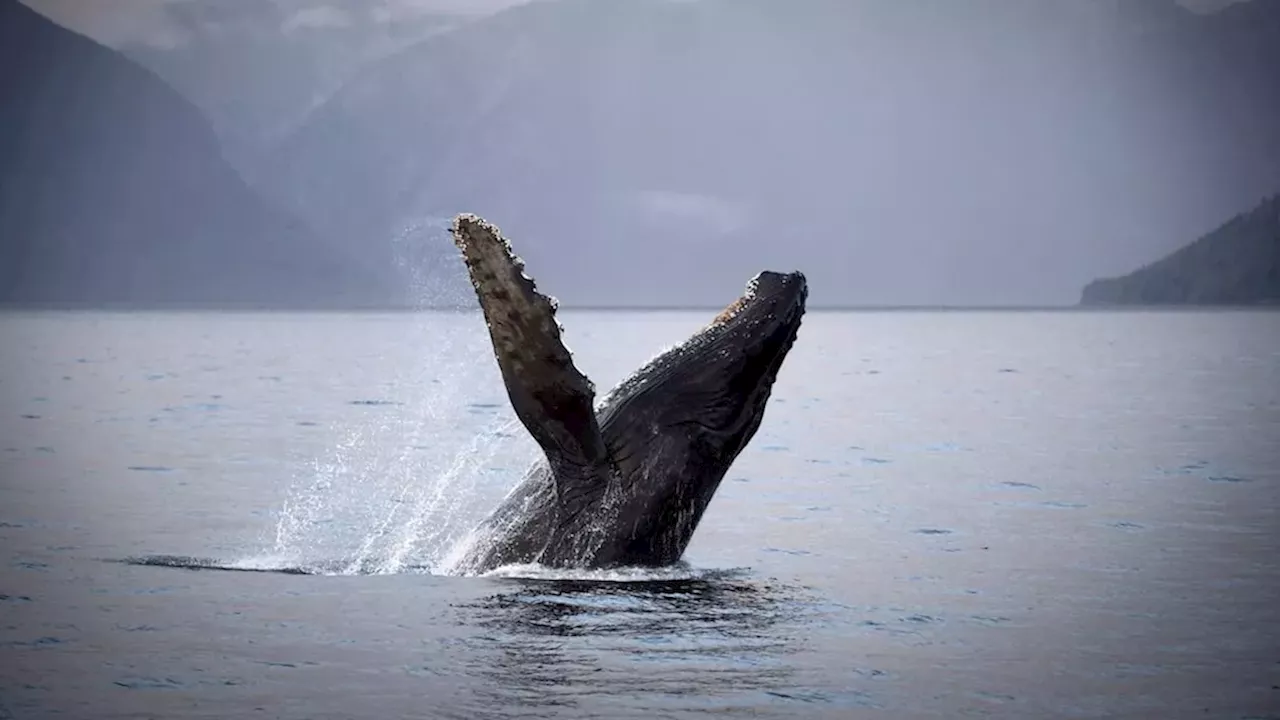 Howe Sound Whale Strike: B.C. Ferries Launches Investigation