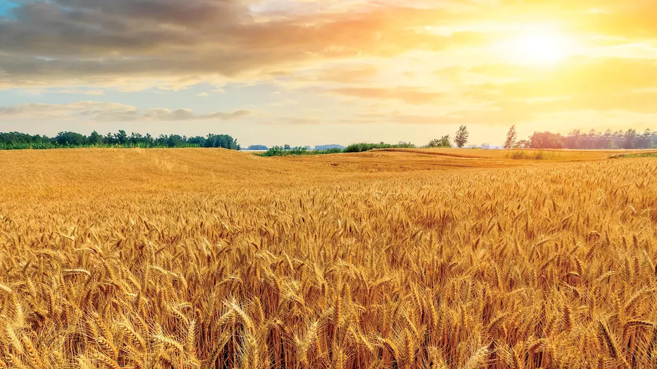 Americans Still Go Wild for Grain, According to Pew Poll