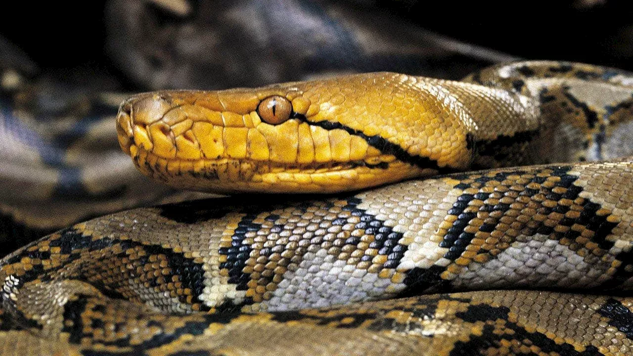 An 18-foot predator: Puerto Rico's record-breaking invasive python capture