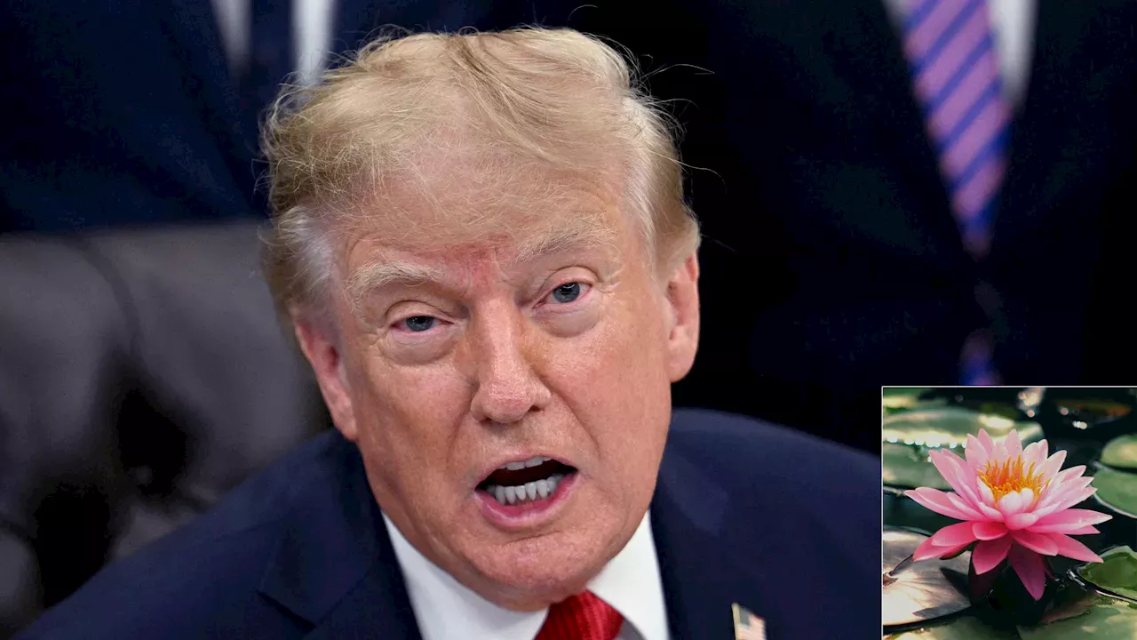 From Enlightenment to "Loser Lily": Trump's Surreal Poetry War