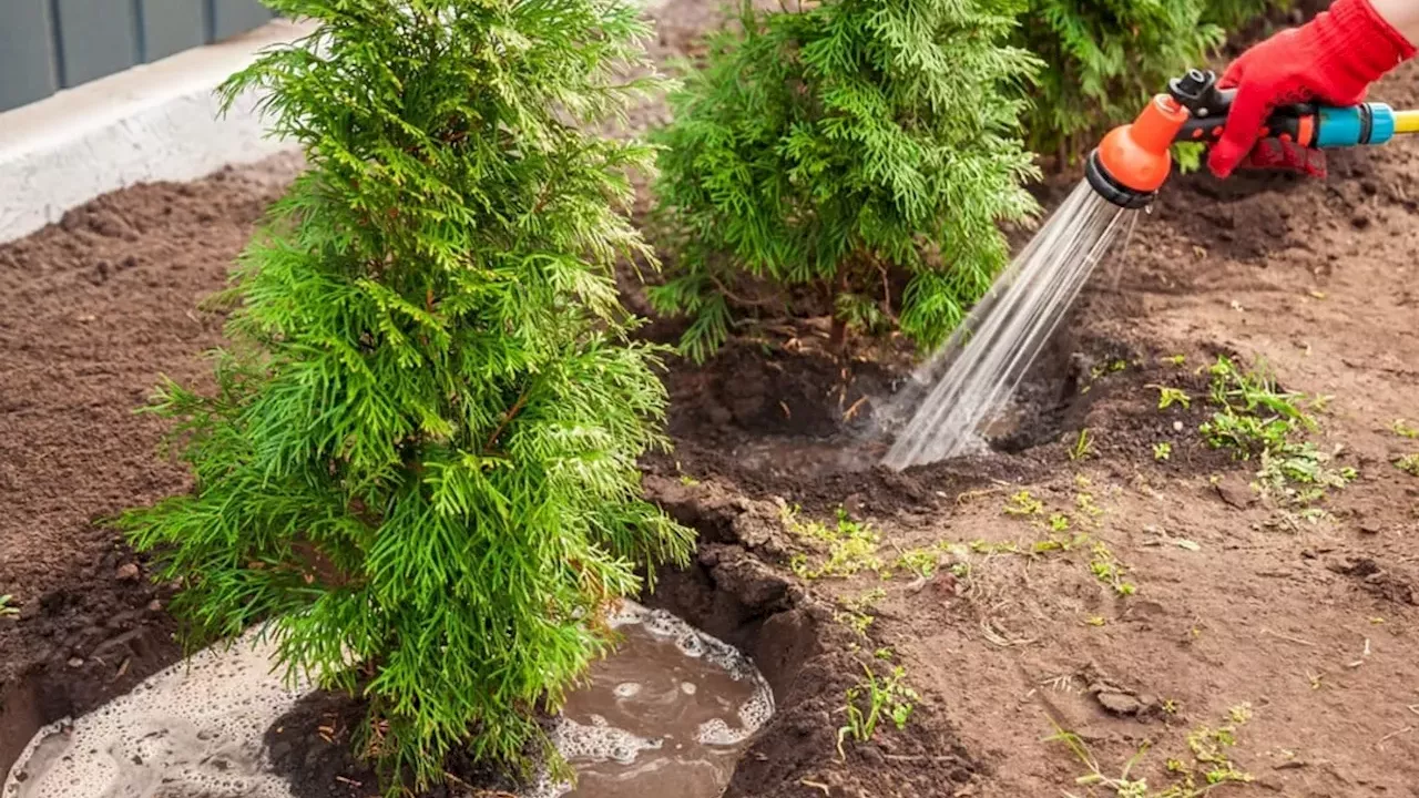 Don't Let Winter Burn Kill Your Evergreens: The Critical Fall Hydration Window