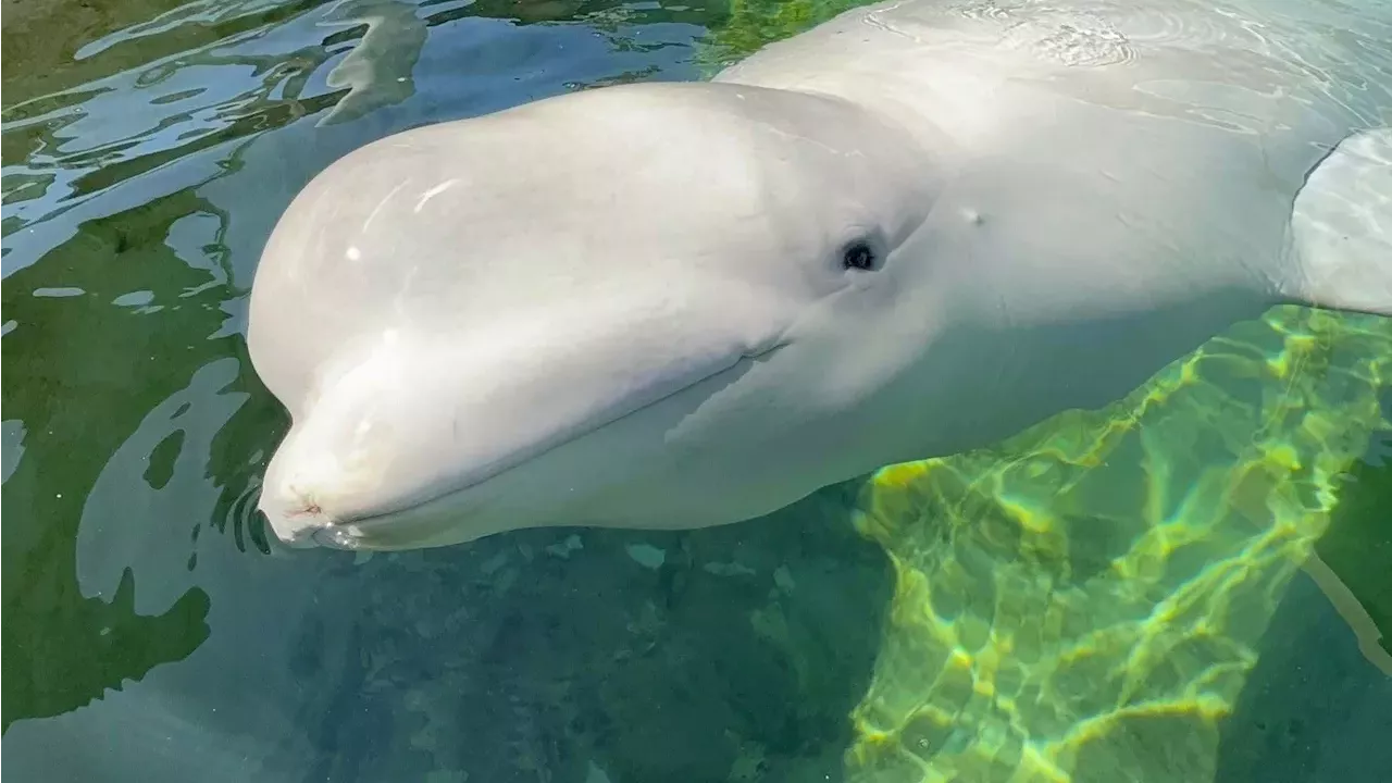 The Cost of Rescue: Beluga Cyprus Dies After Relocation to SeaWorld San Diego