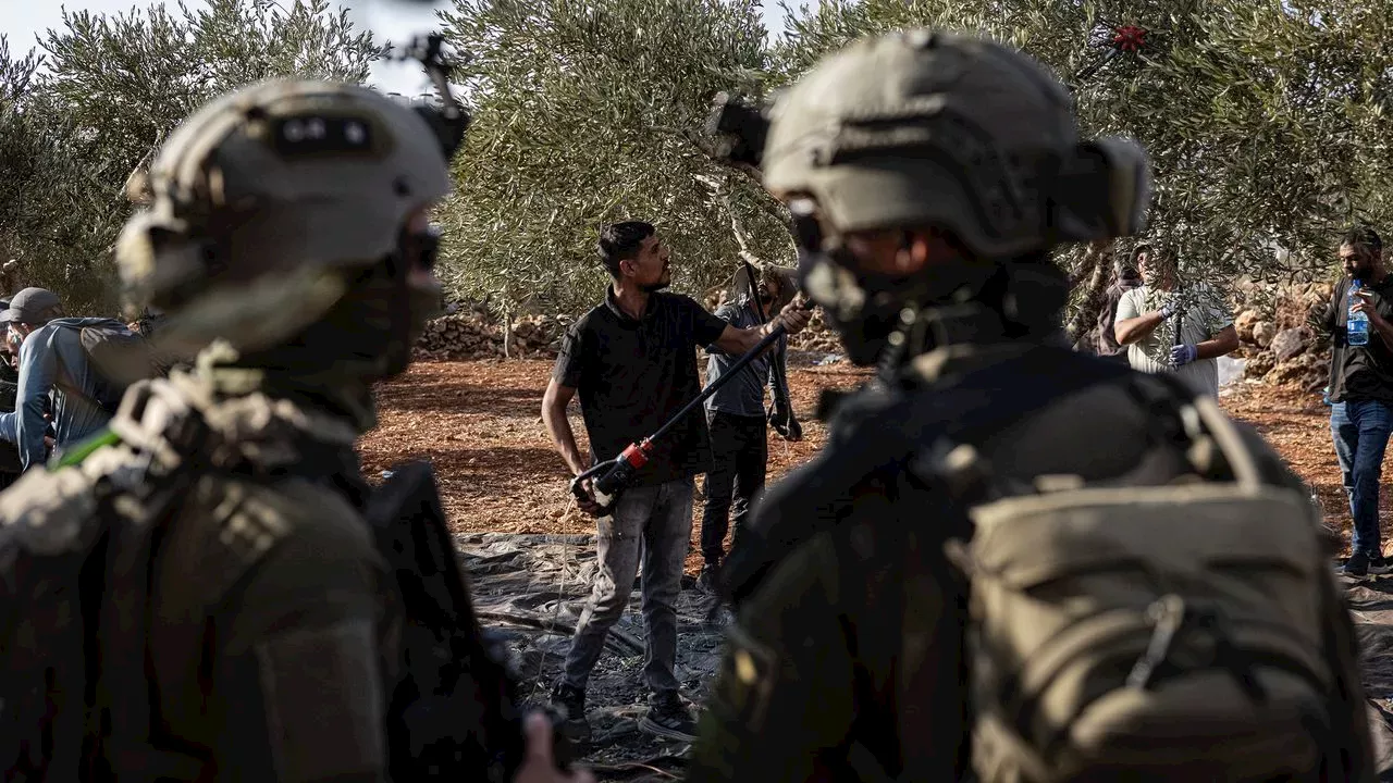 West Bank Olive Harvest: Settler Violence Targets American Journalist