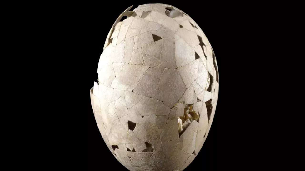 Peter Jackson and Colossal Biosciences Rescue Rare Moa Egg for New Zealand