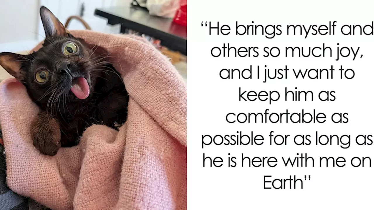 The Four-Pound Fighter: How Specialized Care Saved Skippy from a Field Rescue