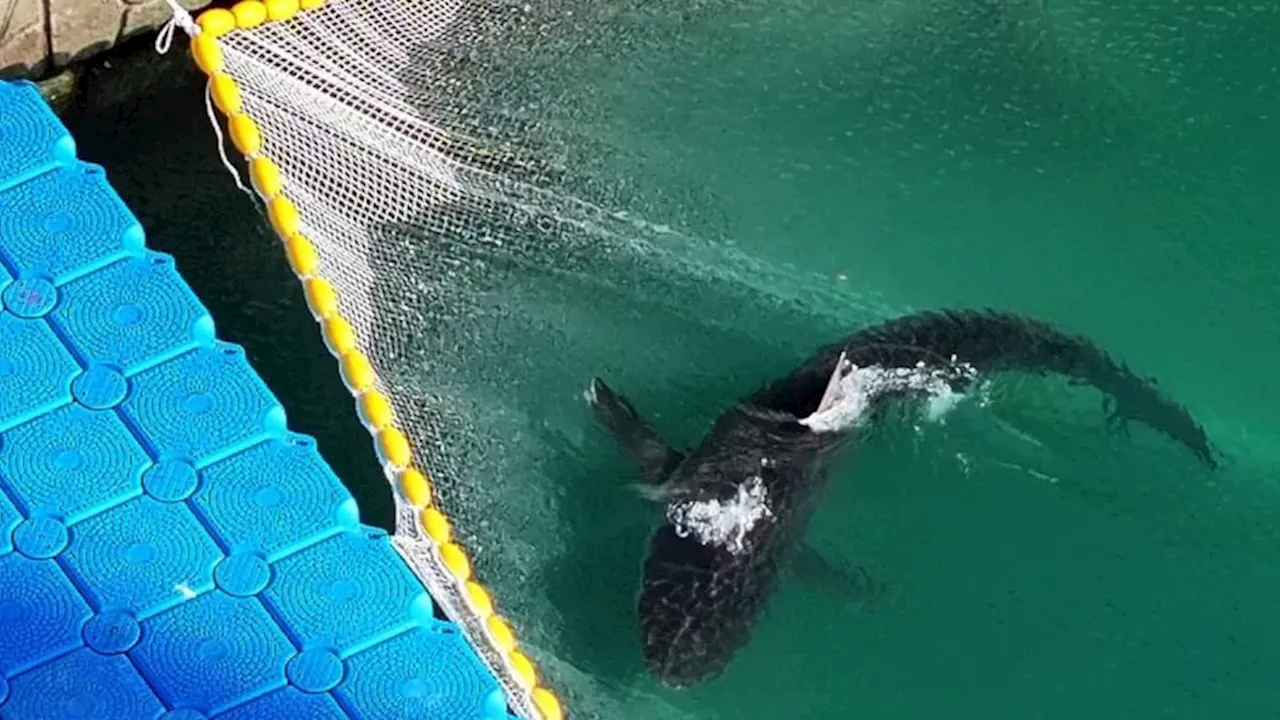 The 1.7 Million-Person Spectacle: How Busan Finally Freed Bukangi the Shark