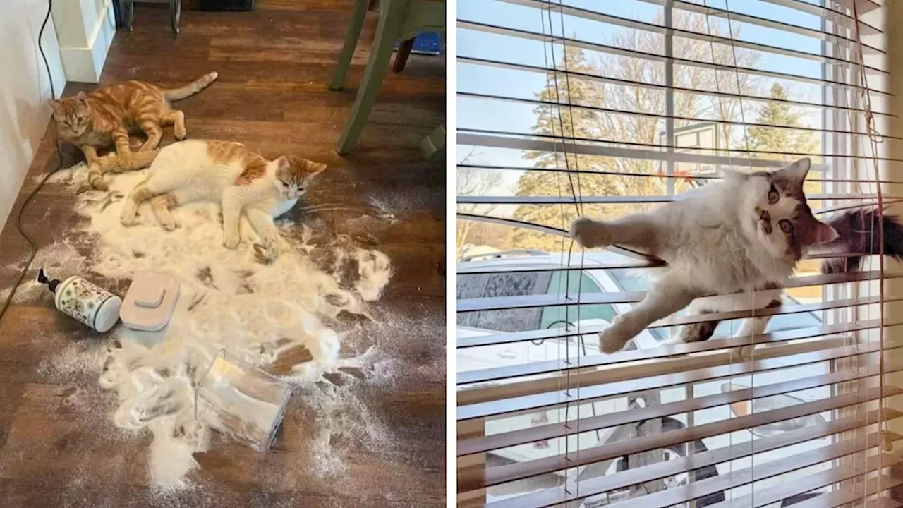The Science of Feline Chaos: Decoding the Reddit Trend of "Guilty" Cats