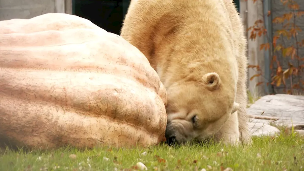From Competition Fail to Polar Bear Feast: The 1,700-lb Pumpkin Journey