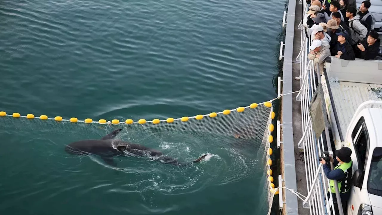 The Bukang-i Loop: Why Busan’s Shark Relocation Failed