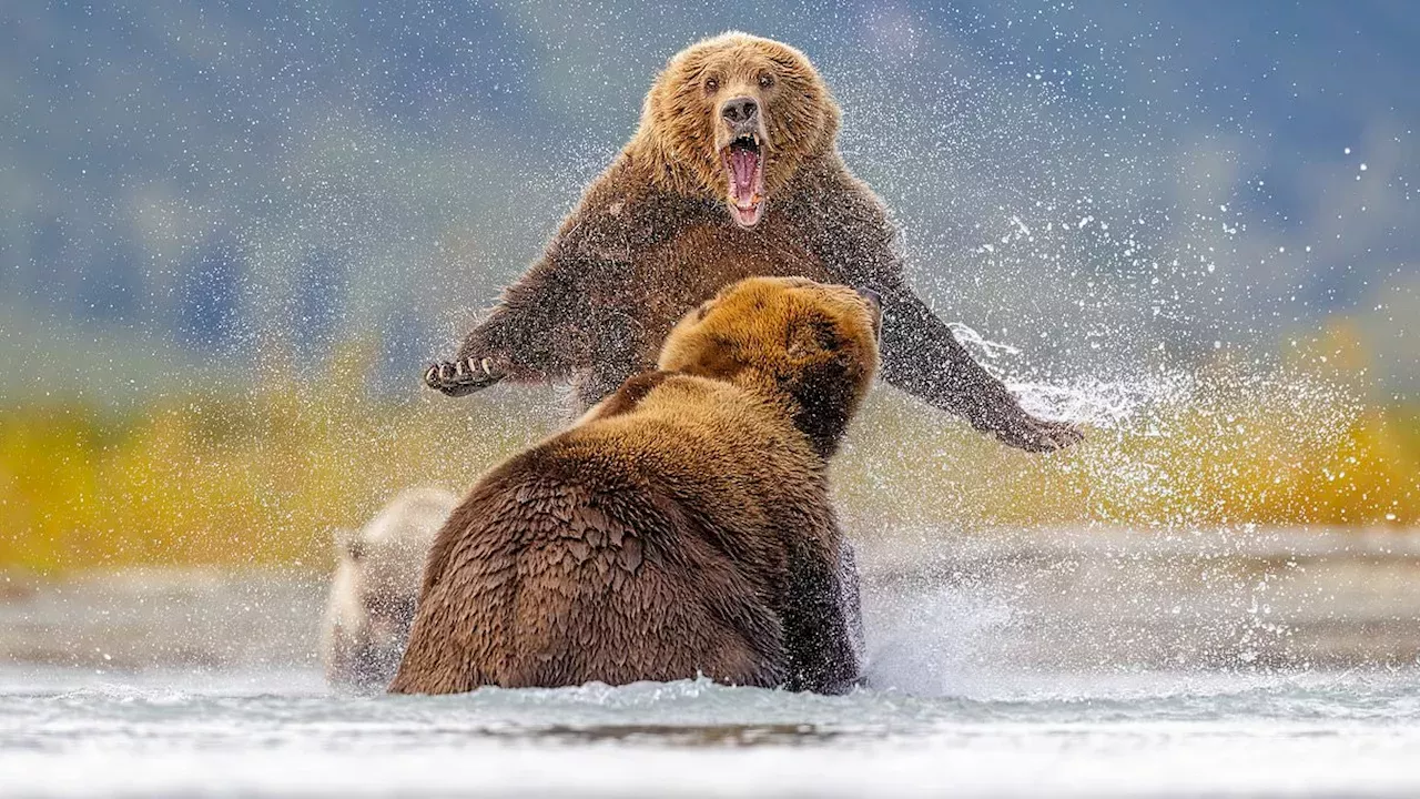 Mother Grizzly Battles Intruder in Lake Clark National Park