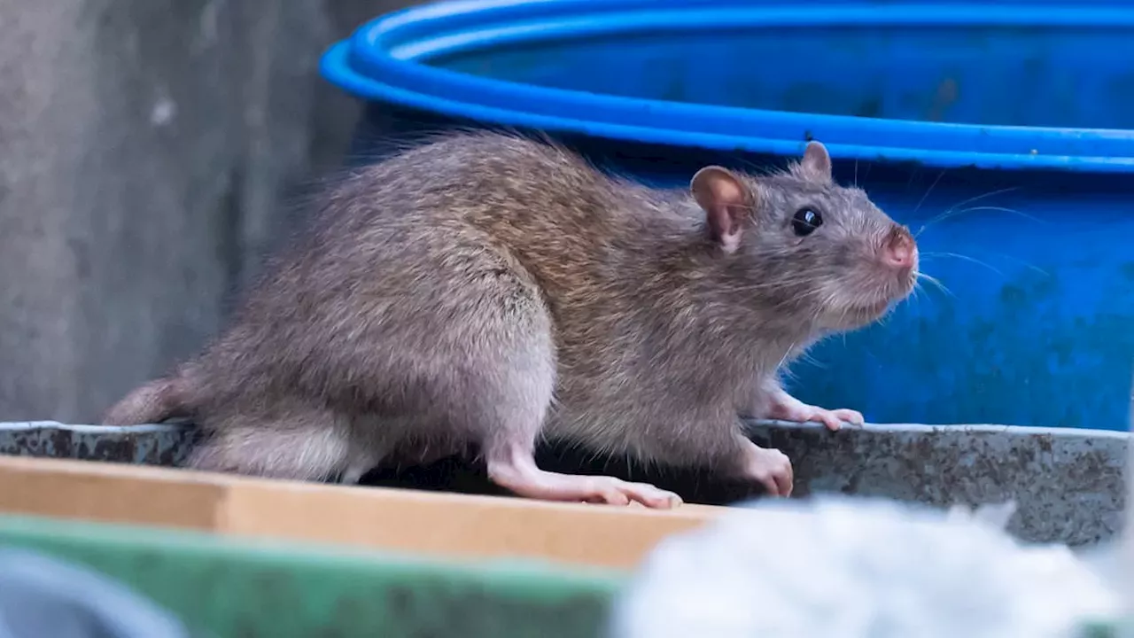 Beyond the Heatwave: Why UK Cities Face a Growing Rodent Crisis