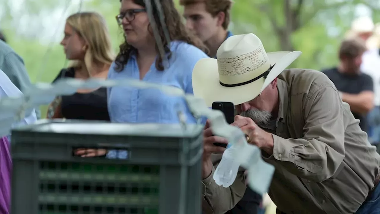 Screwworm's Return: Flesh-Eating Parasites Found in Texas Elk and New Mexico Cow