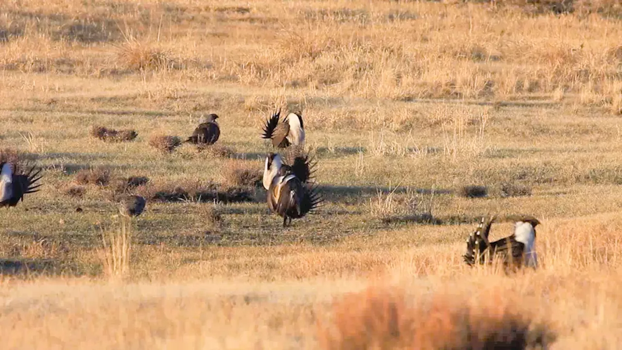 Alberta's Helium Gamble: Trading the Last 54 Sage-Grouse for Industrial Gains