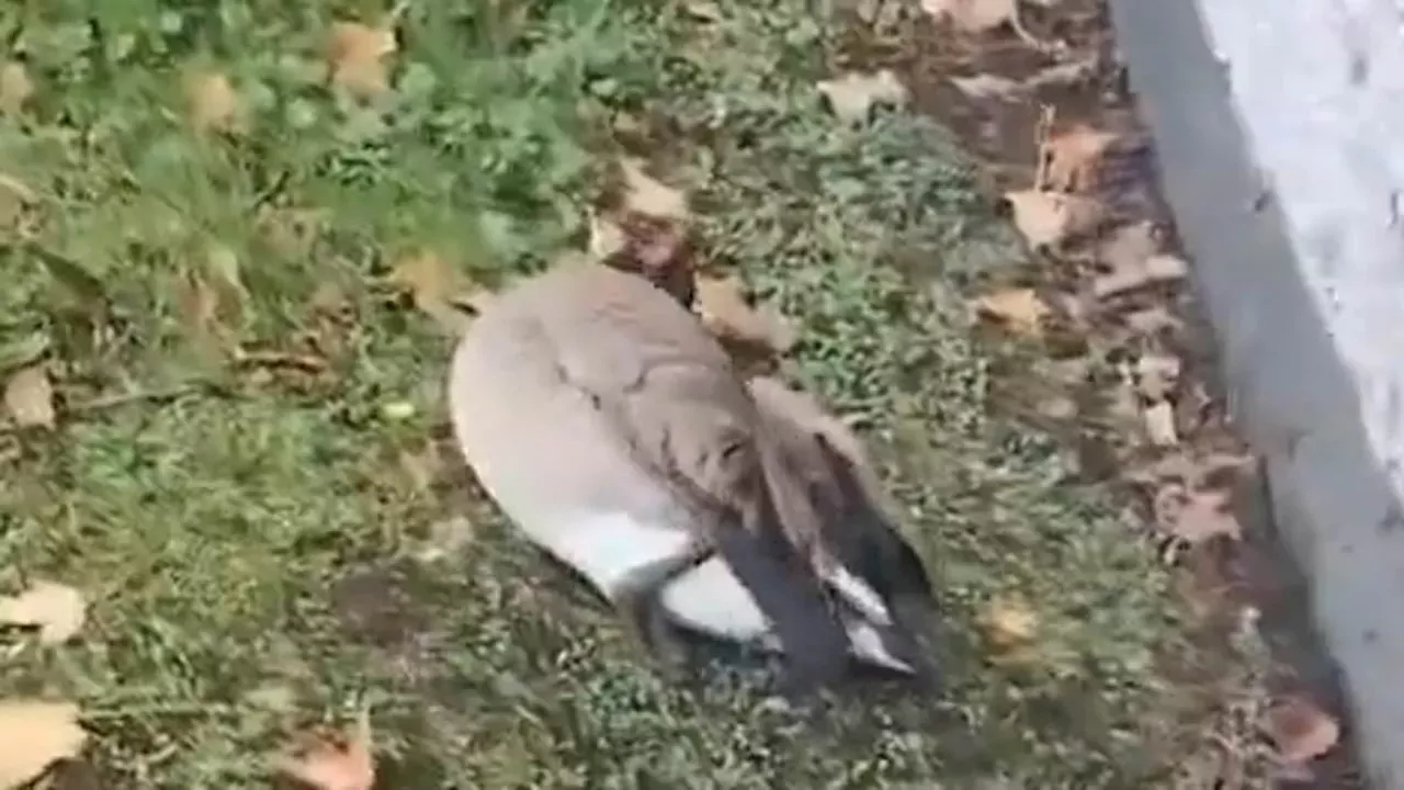 Horror at Ward End Park: The Brazen Killing of a Birmingham Goose