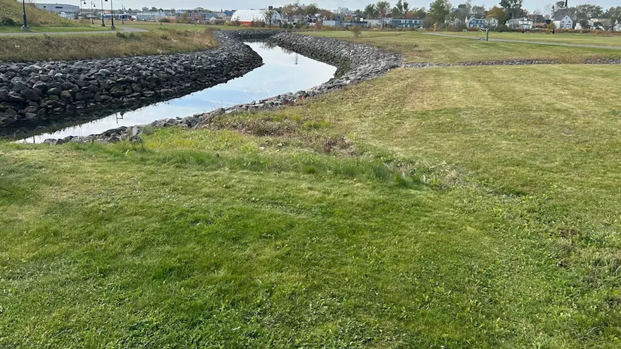 From Toxic Slag to Thriving Ecosystem: The $400 Million Recovery of Sydney's Tar Ponds