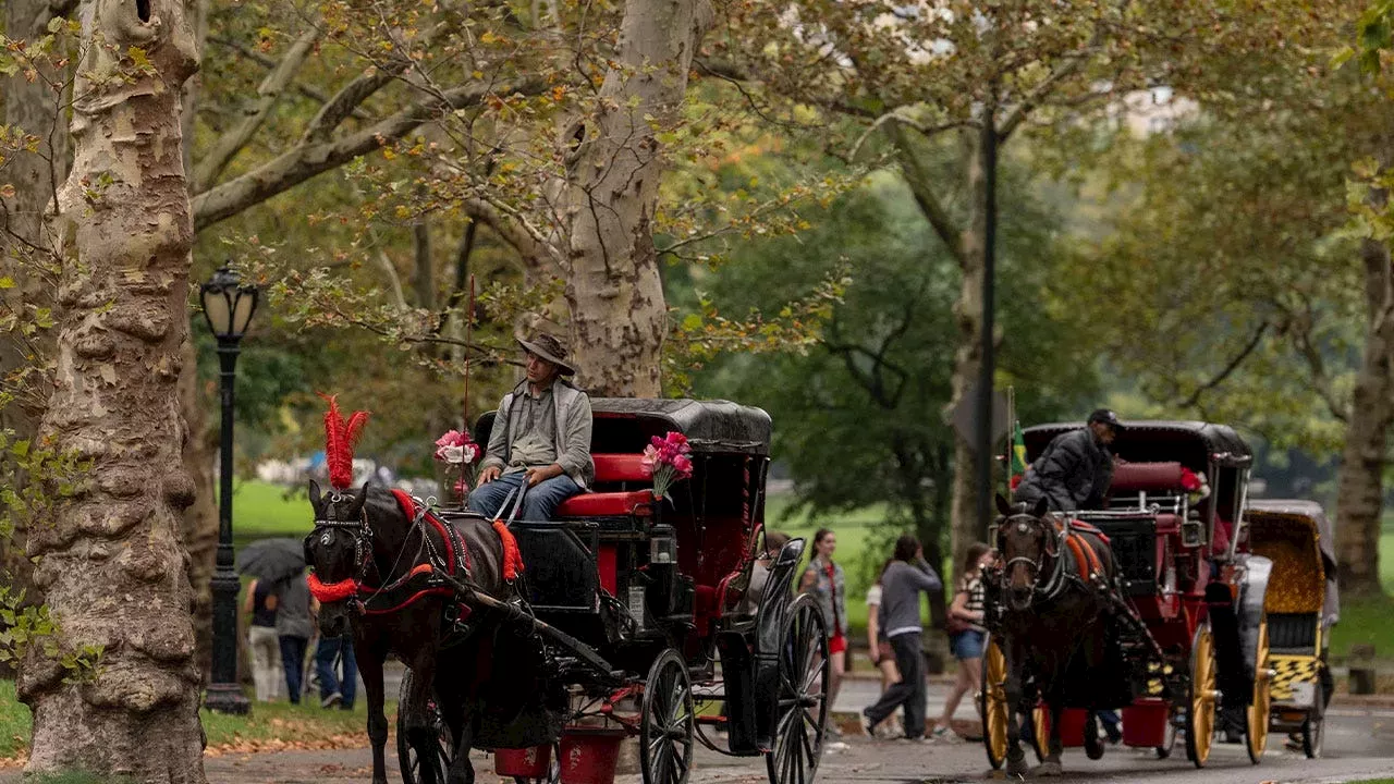 NYC Council votes 40-7 to ban horse-drawn carriages by June 2028 after teen death