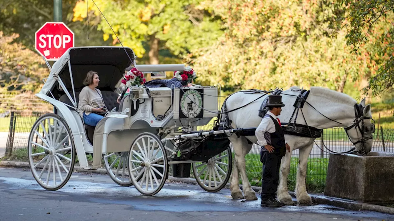 NYC Council Votes 40-7 to Ban Horse-Drawn Carriages by June 2028