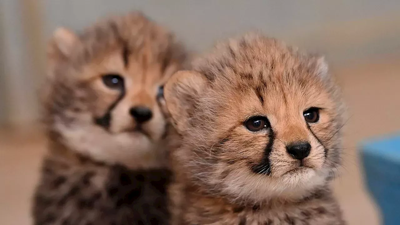 Playful Cheetah Cubs at Montpellier Zoo Capture Hearts and Raise Conservation Awareness