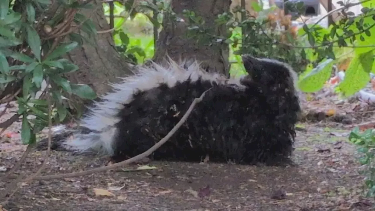 Rabies Alert in Vancouver's West End: A Rare Warning for Urban Wildlife Encounters