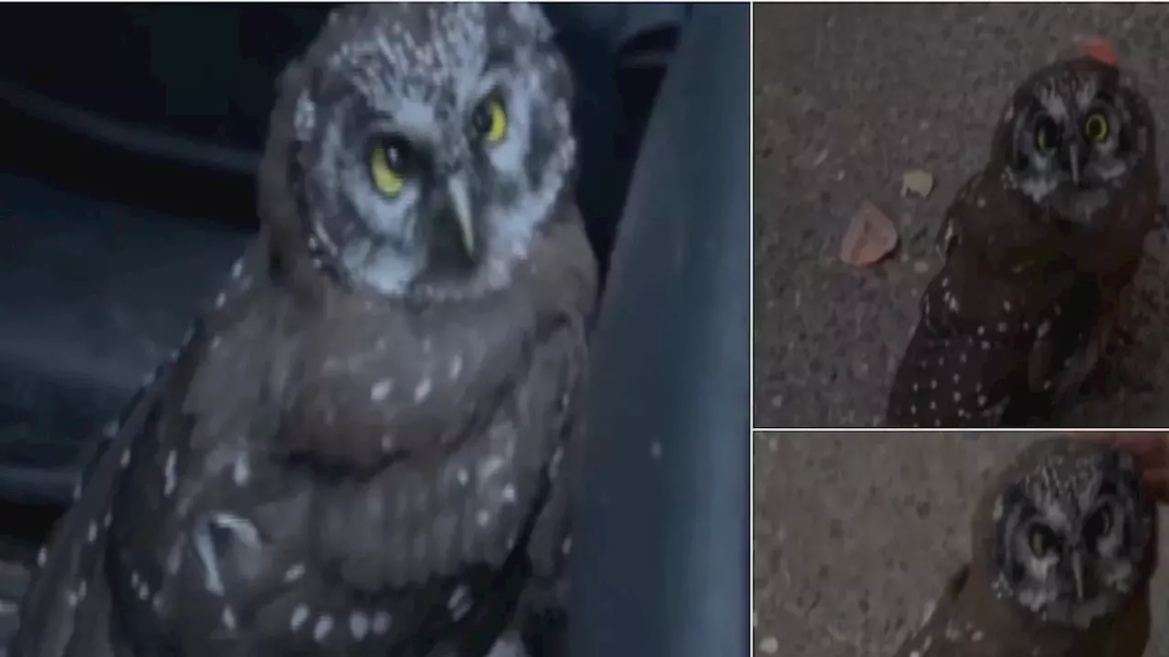 The Silvertip Trail Rescue: When Social Media Outpaces Emergency Dispatch