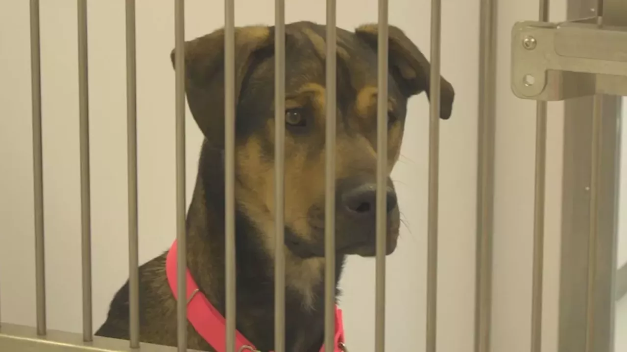 Nova Scotia Rescue Saves 68 Dogs and Cats from Georgia High-Kill Shelters