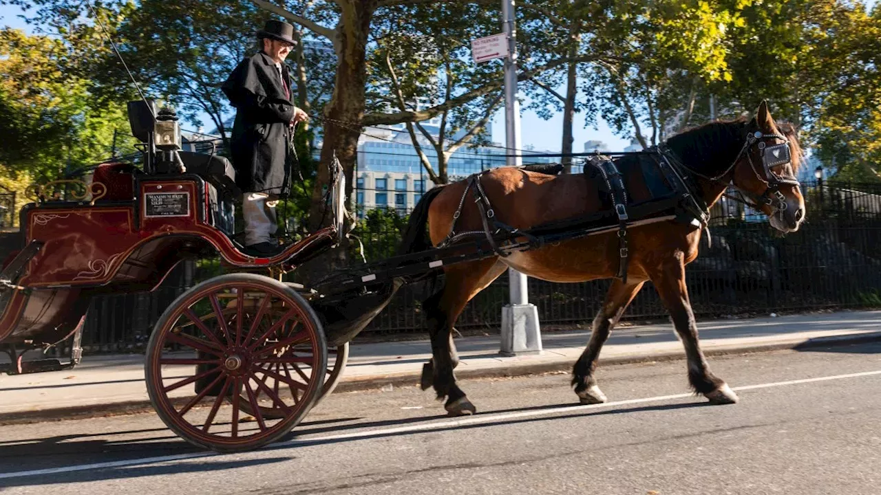The End of the Carriage: NYC's Romanch's Law Signals a New Era for Animal Welfare