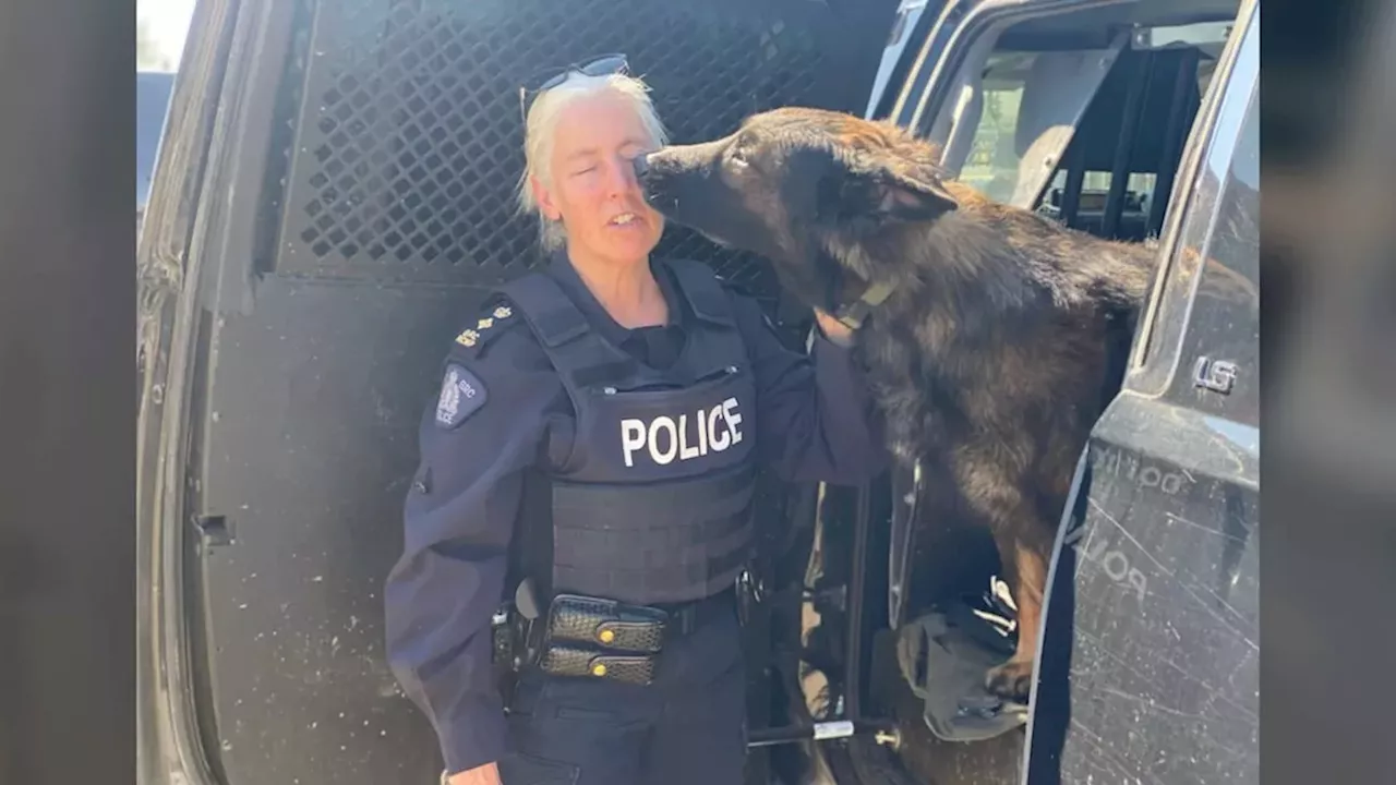 Beyond the Leash: The Cost of Cutting Parks Canada's Search-and-Rescue Dogs
