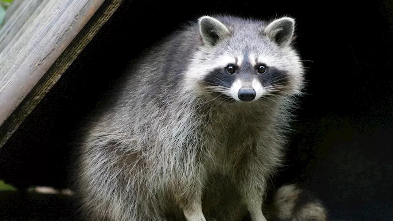 Westlake Village Rabies Alert: Second Raccoon Case Signals Potential Wildlife Shift