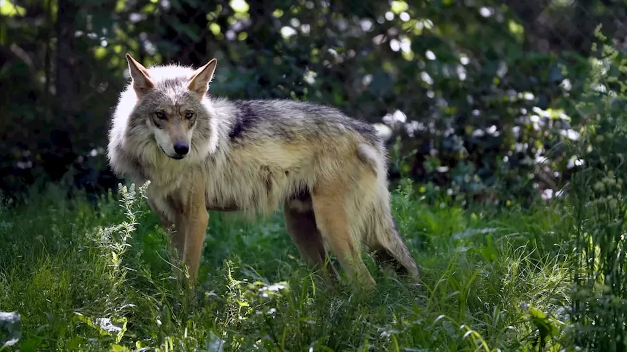 Predator and Production: The Rare Wolf Attack Near Cameco's Key Lake Mill