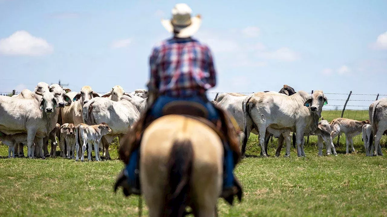 The Flesh-Eating Return: Screwworm Hits Texas Wildlife and New Mexico Cattle
