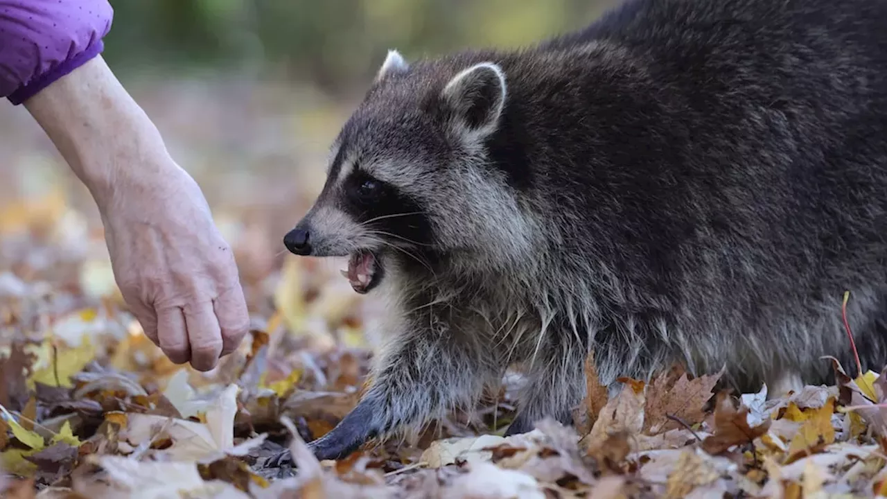 Canada's Rabies Surge: From Quebec Raccoons to Vancouver Skunks
