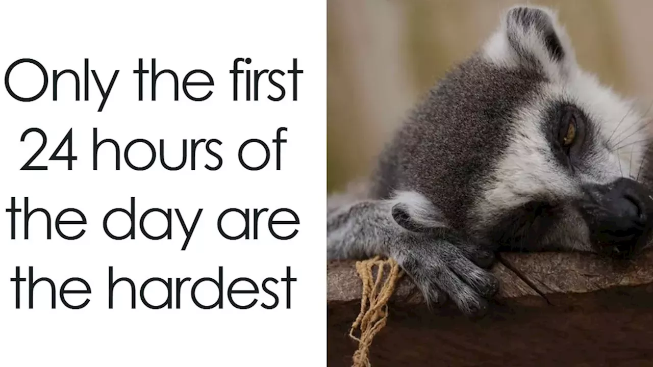 The Strange Collision of Cat Memes and Religious Tragedy on Bored Panda
