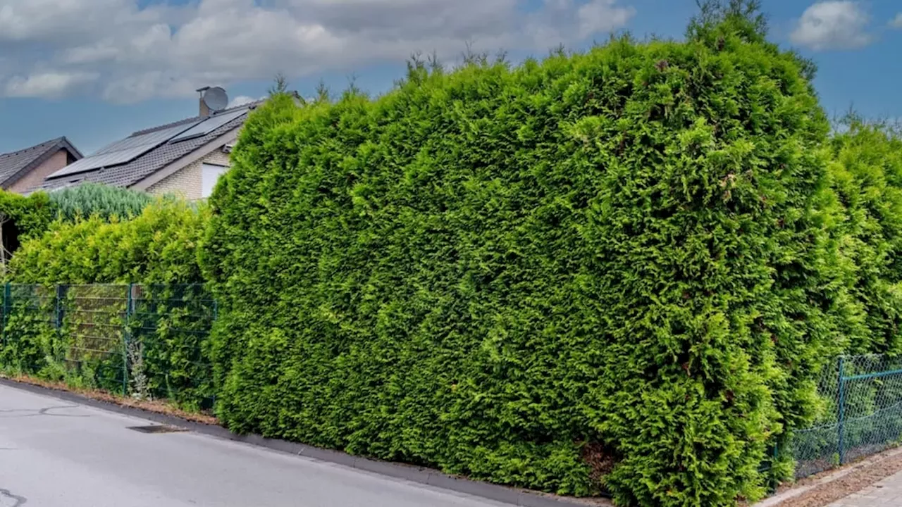 The Hidden Cost of Privacy: Why Your Backyard Hedge Could Trigger a Legal War