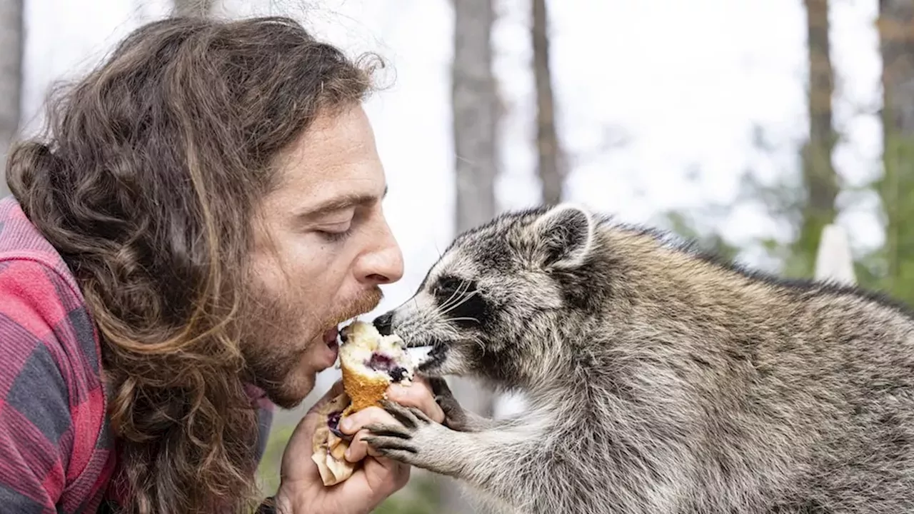 The Raccoon Outlaw: Louka Berman’s High-Stakes Game of Hide-and-Seek