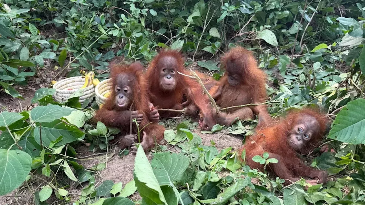 Five Baby Orangutans Rescued in India as Indonesia Moves to Repatriate Them