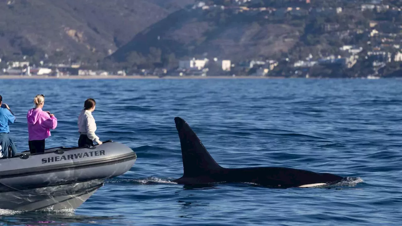 Rare Tropical Orcas Drift North to Southern California Amid El Niño Shift