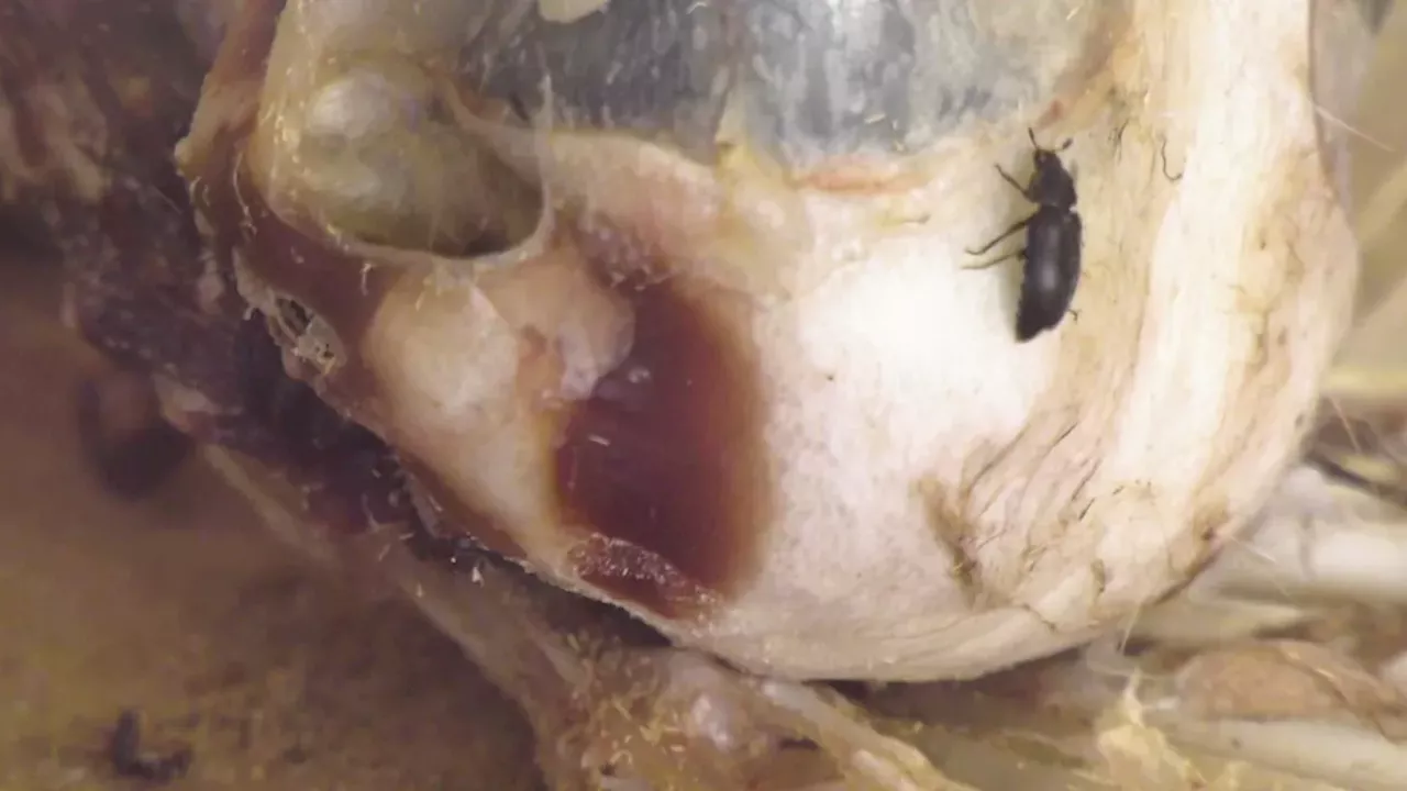Royal Saskatchewan Museum displays flesh-eating dermestid beetles cleaning owl skeleton for Halloween