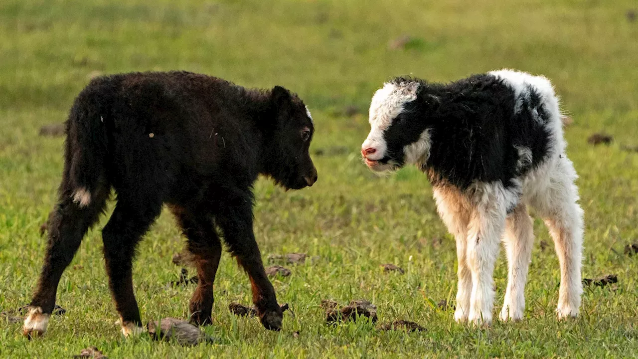 Genetic Hail Mary: Cloning the Golden Wild Yak to Avert Extinction