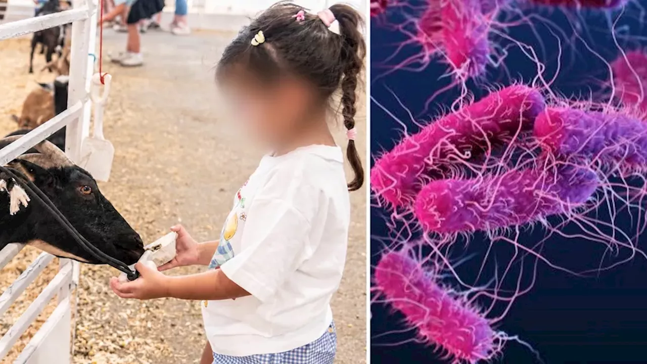 Texas E. coli Investigation: The High Stakes of the State Fair Petting Zoo