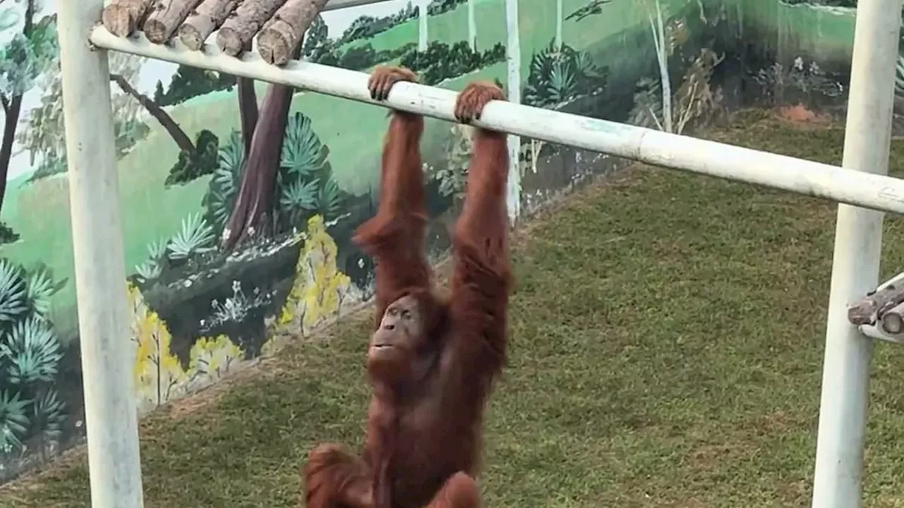 Olympic Orangutan: Primate's Gymnastics Go Viral at Weihai Wildlife Park