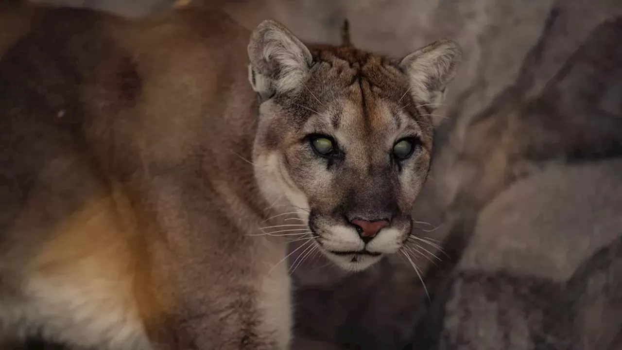 Human Activity Drives Majority of Cougar Deaths in West Central Alberta